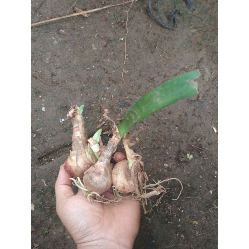 

amarilis oren 5rban