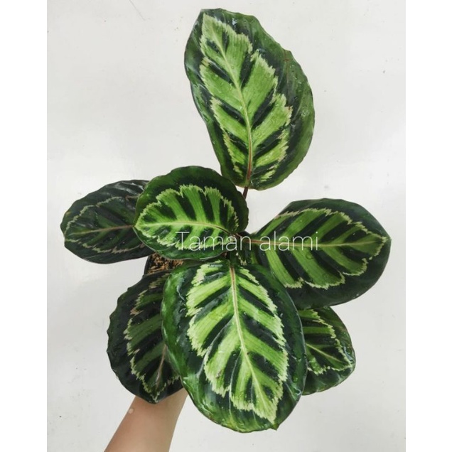 Calathea linden - tanaman hias calathea linden ekonomis
