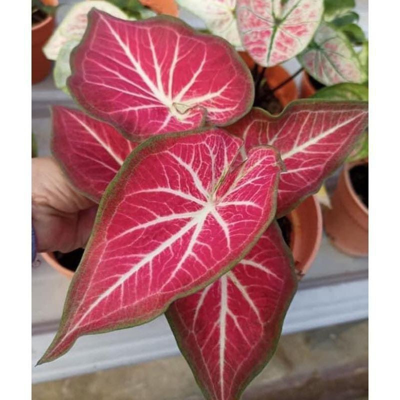 Promo umbi/Umbi hias caladium keladi/caladium hybrid thailand impor RICH OF THAI