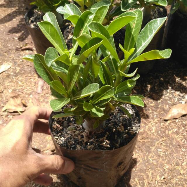 Tanaman hias adenium bonsai adenium bercabang