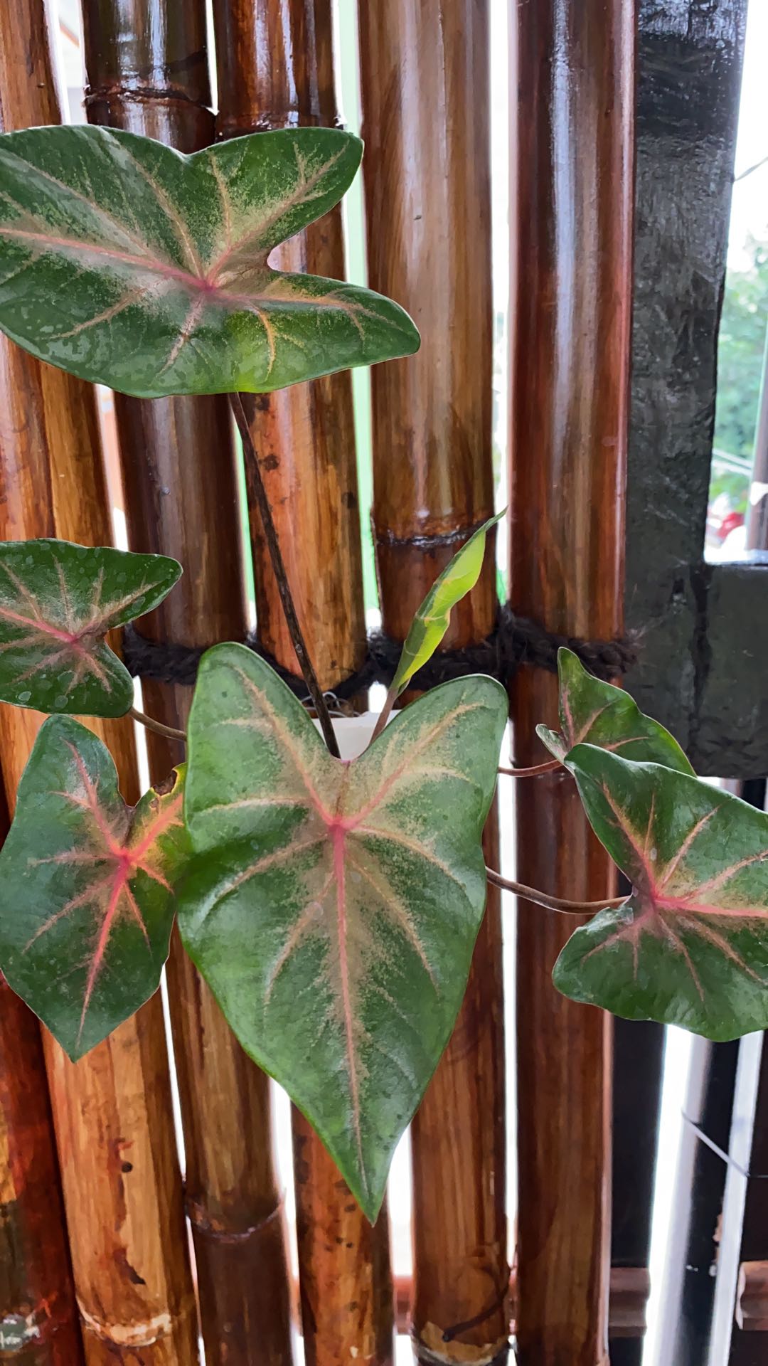 Tanaman Hias Kuping Gajah-anturium Kuping Gajah-tanaman Indoor-outdoor-hiasan Taman-hiasan Rumah