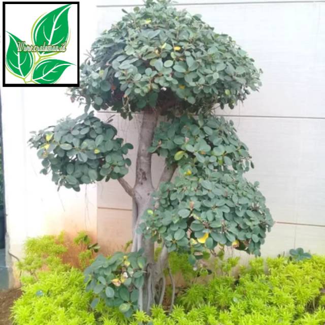 Pohon bonsai - beringin korea - bering dolar