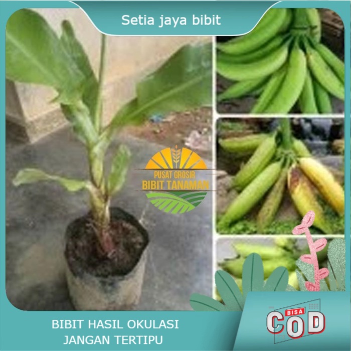 bibit pisang tanduk super