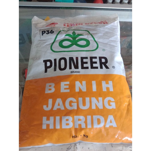 Benih jagung hibrida P36