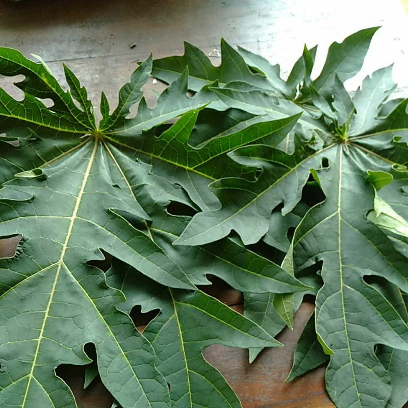 

Daun Kates Pepaya petik segar