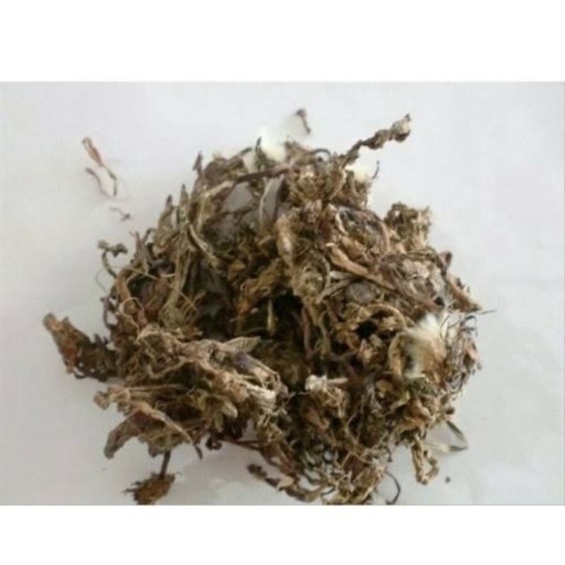 

100 G GR GRAM PU GONG YING CAO TEH DANDELION KERING HERBAL TEA