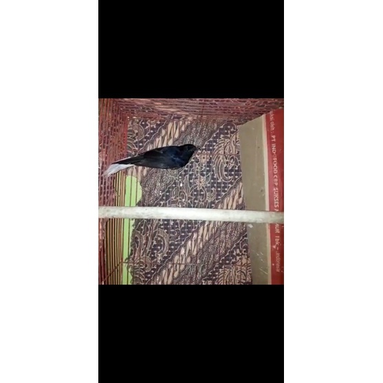 murai muda hutan bondol