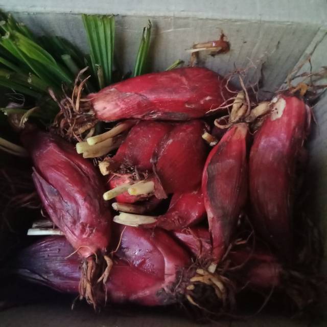 

Bawang dayak mentah