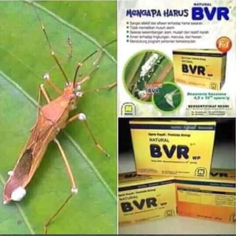 pestisida organik BVR NASA/pestisida