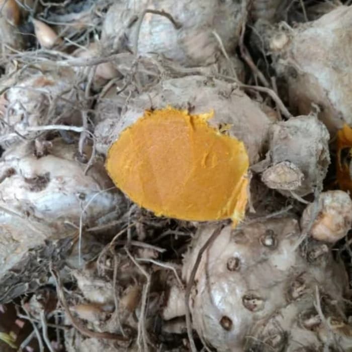 

Temulawak segar 1kg