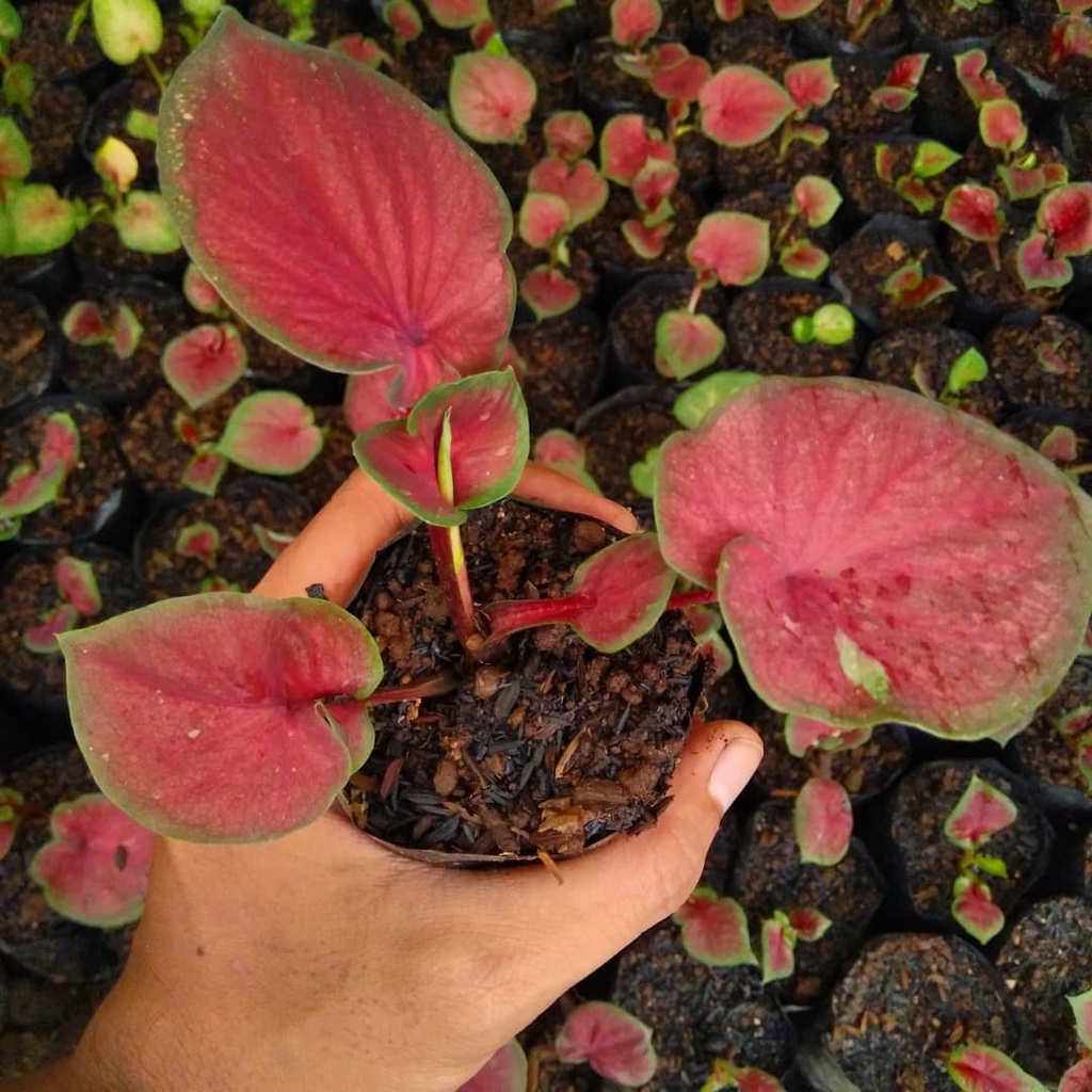 Bibit Tanaman Hias Keladi Red Jaguar / Caladium Red Jaguar