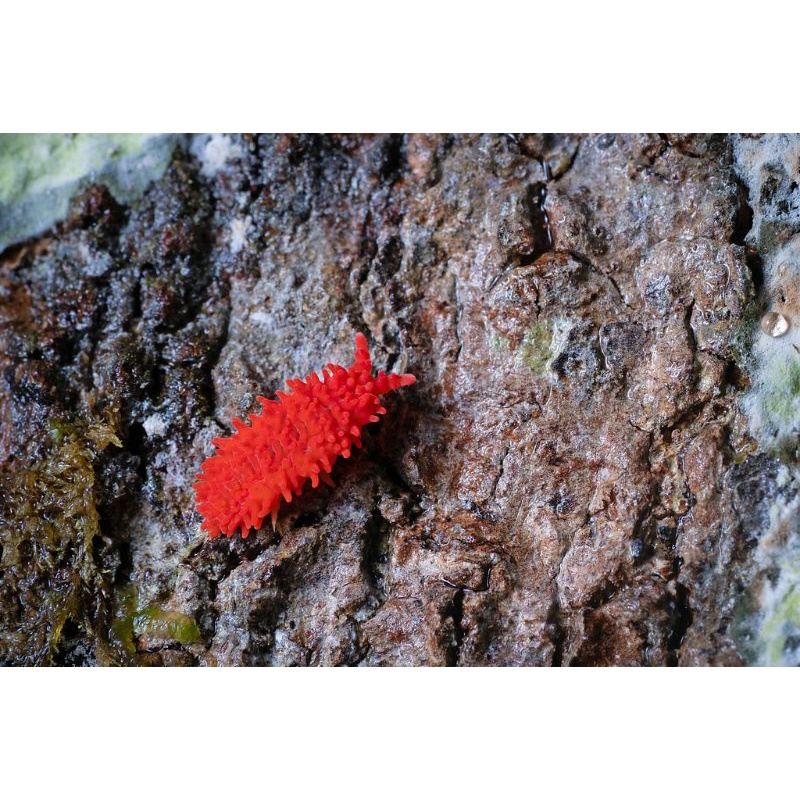 Red Springtail / Springtail ( Terarium / Vivarium )