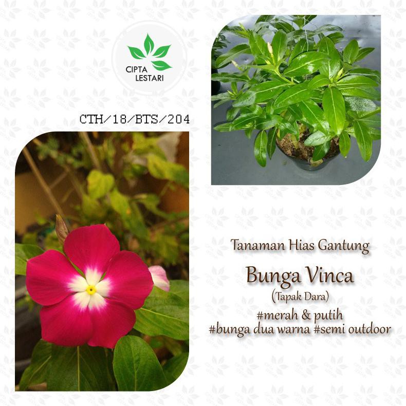 Bibit Tanaman Bunga Vinca Bibit Bunga Vinca Pohon Vinca Pohon Tapak Dara Bibit Tapak Dara Soup3R