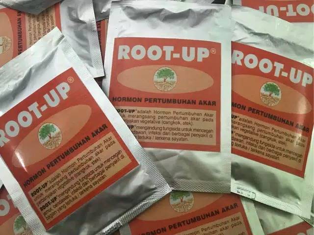 Root up perangsang akar dan hormon pertumbuhan akar 10gram