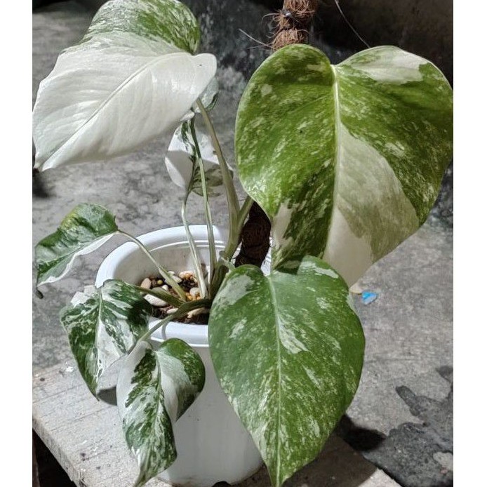 MONSTERA VARIGATA WHITE TIGER