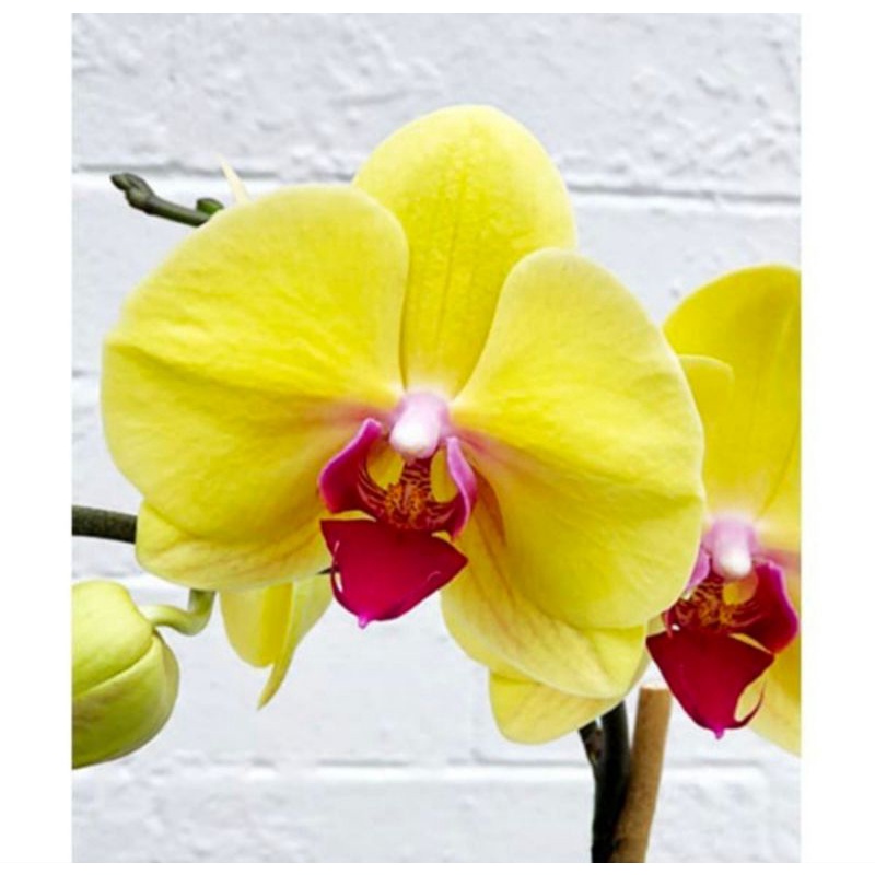 Anggrek Bulan Bunga Kuning Lidah Merah Dewasa Siap Spike