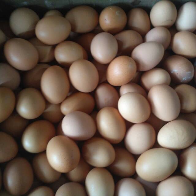 

Telur Ayam Negri Per Kilo