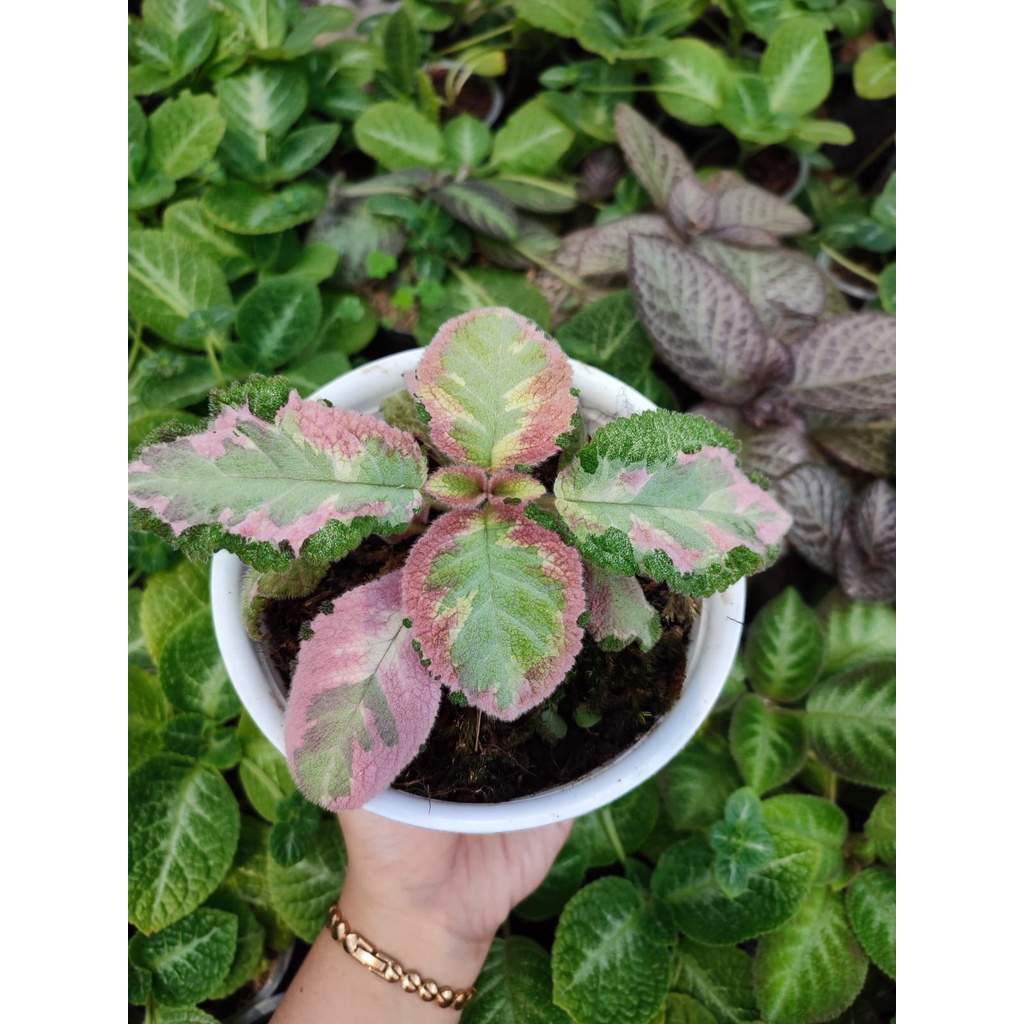 Bunga Episcia Picasso Tanaman Hias Bunga Episcia Import Murah Picasso Bunga Pink Kuning