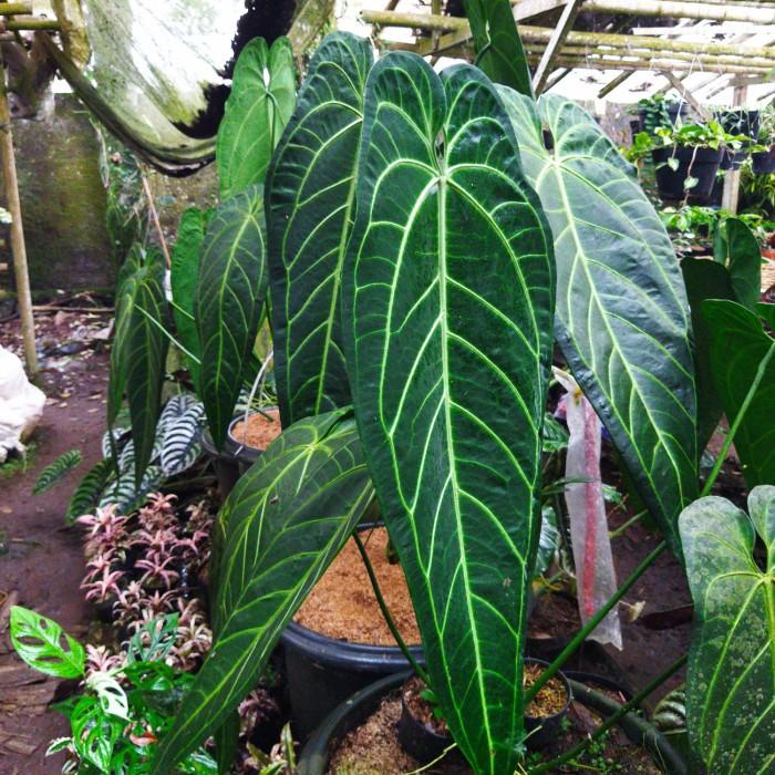 Tanaman Hias Lidah Gajah Anthurium Warocqueanum Baby