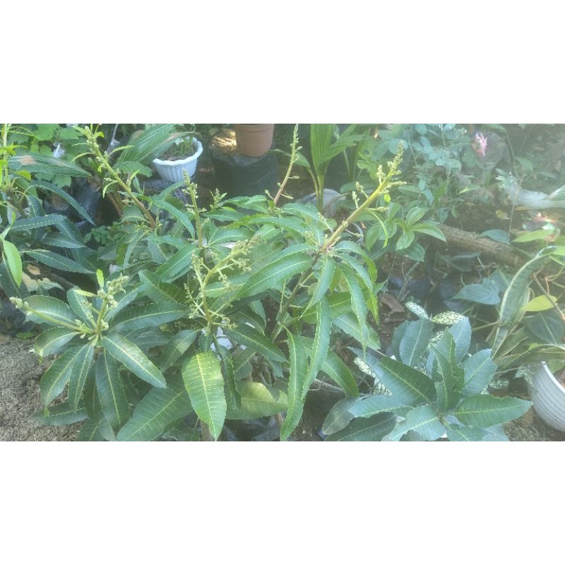 bibit mangga chokanan berbunga