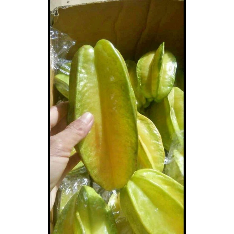 

Buah Belimbing fresh 1kg