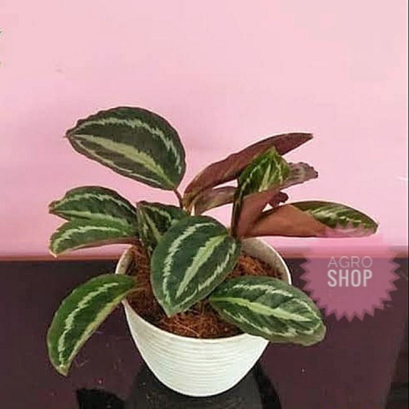 Tanaman Hias Calathea Medalion Silver Black