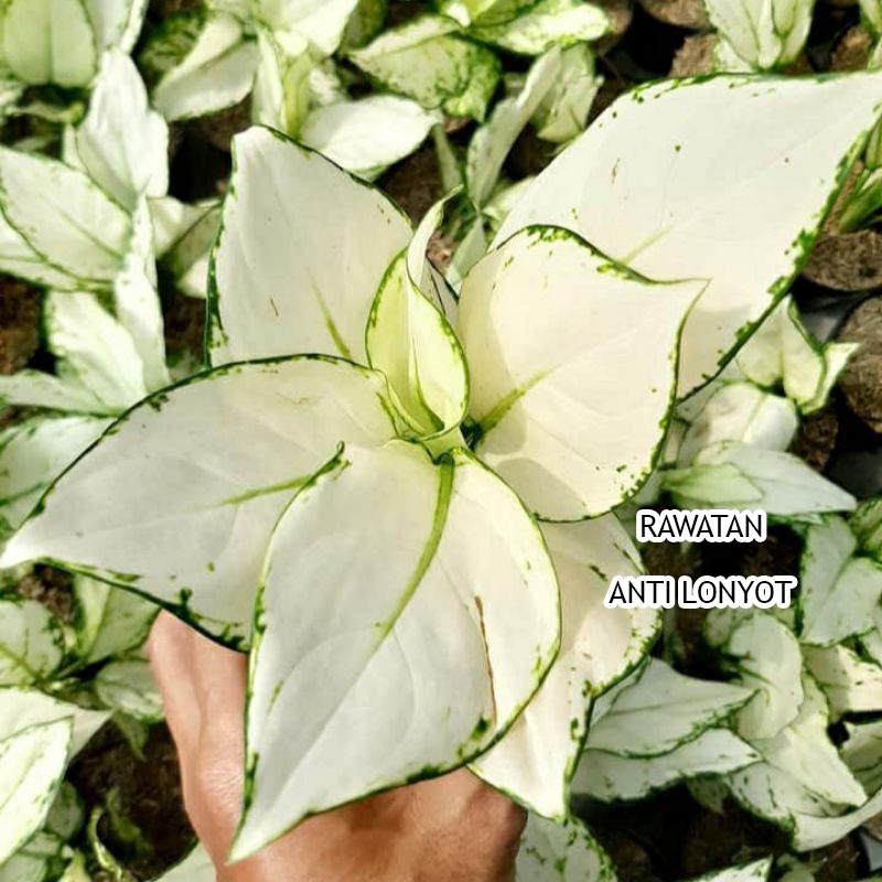 Aglonema Super White Dewasa Rimbun / Aglo Super White