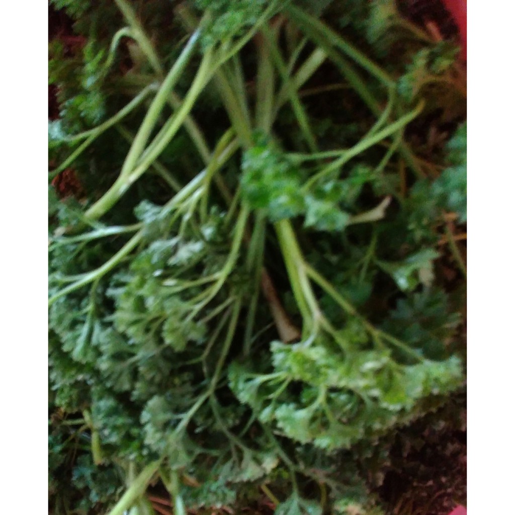 

PETERSELY~PARSELY~PETROSELINUM CRISPUM ~Bibit Tanaman Petersely~Minimal 4 pohon