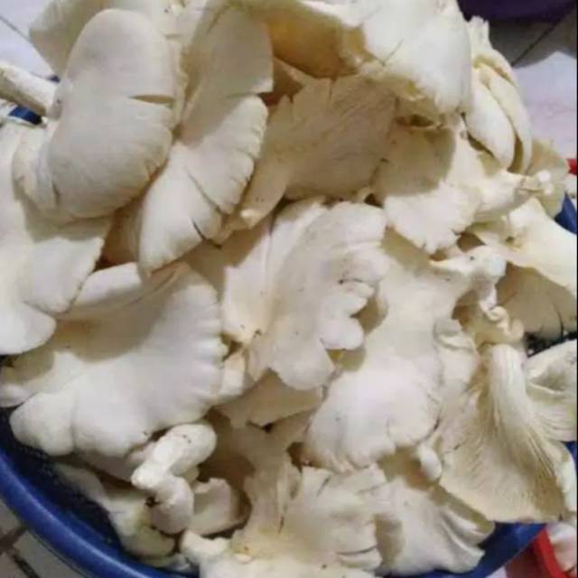 

Jamur tiram 250gr