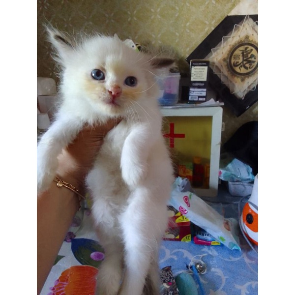 Himalaya red point blue eyes