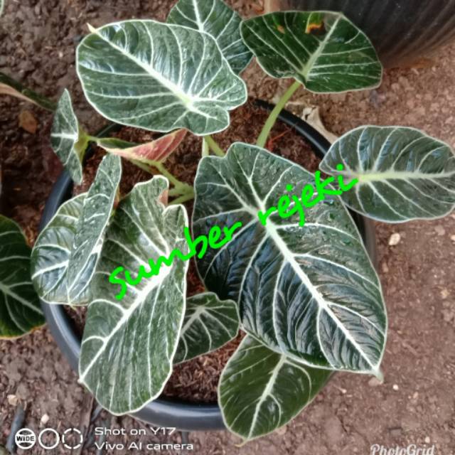 Keladi Alokasia Black Velvet Shopee Indonesia