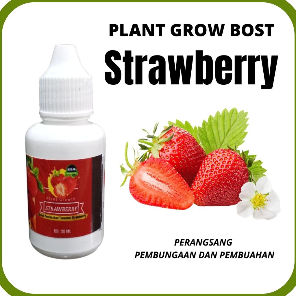 Pupuk Hormon Perangsang Buah Stroberi, SERUM Pupuk Pemacu Pembungaan Pembuahan Strawberry, RELIQ PLA
