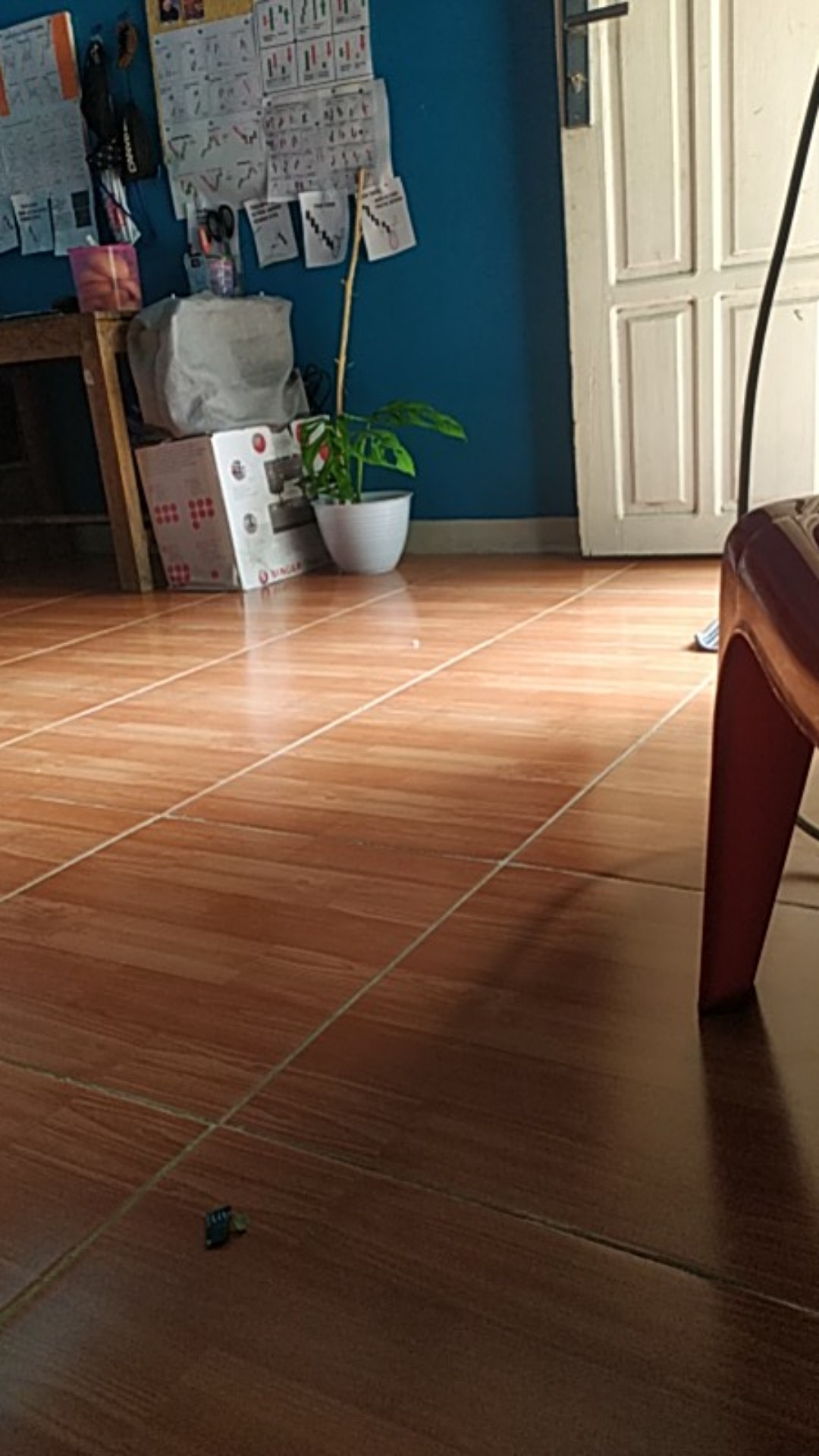 Bibit Bunga Kamboja Adenium Golden Faith