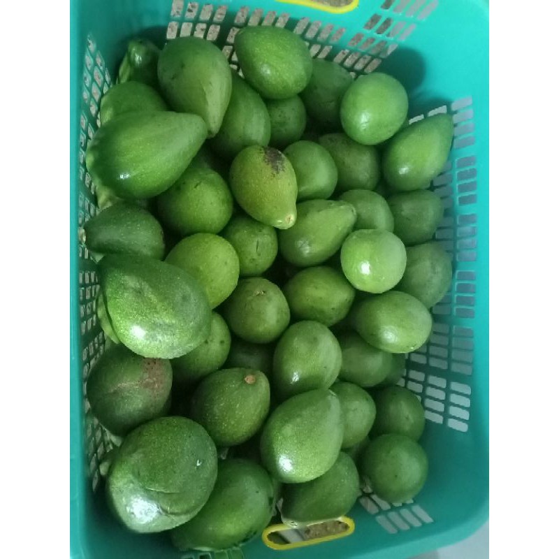 

alpukat mentega fresh