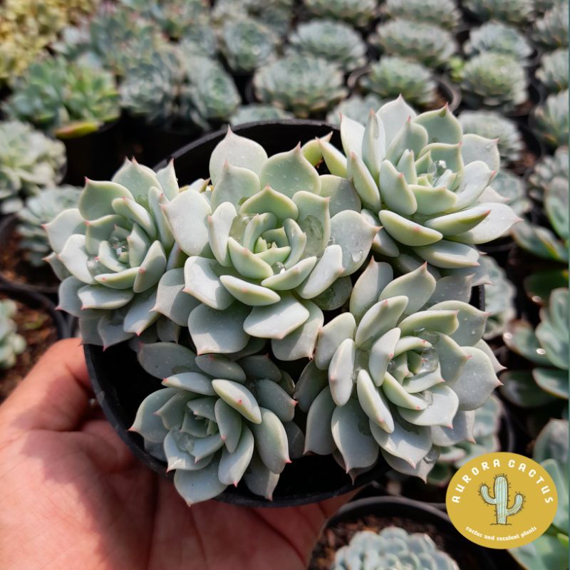 KAKTUS SKULEN echeveria lola cluster