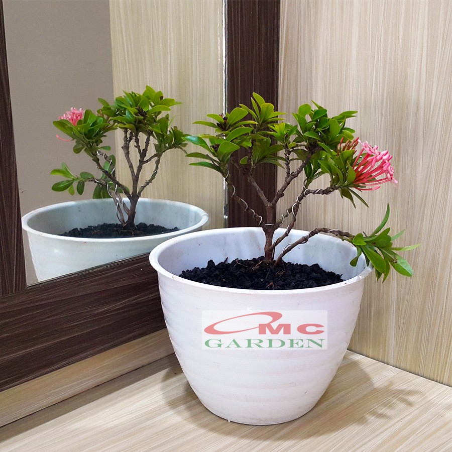 Tanaman Hias Bonsai Mame Soka Mini Asoka Jepang Ixora Pink Jambon Merah Muda B-SMP-003