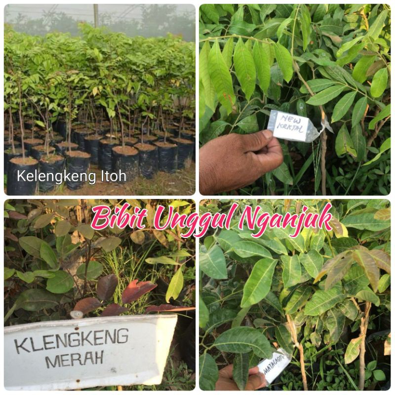Bibit Kelengkeng Itoh Kelengkeng New Cristal Bibit Kelengkeng Merah Kelengkeng Matalada
