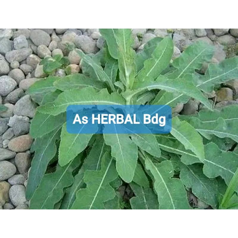 

Daun Tempuyung Segar 500 gram-az