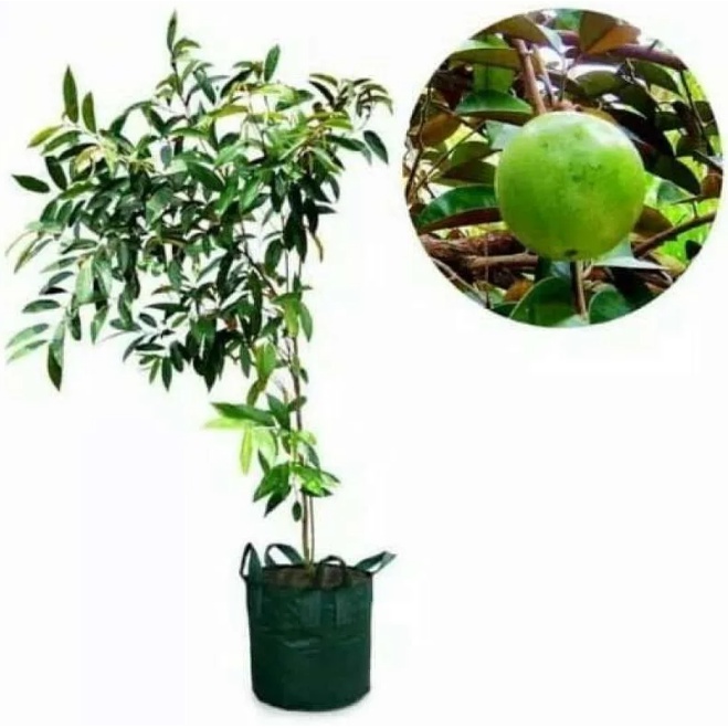 Bibit buah kenitu unggul
