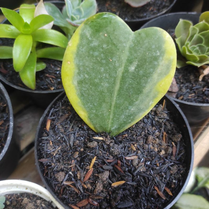 sukulen hoya varigata love