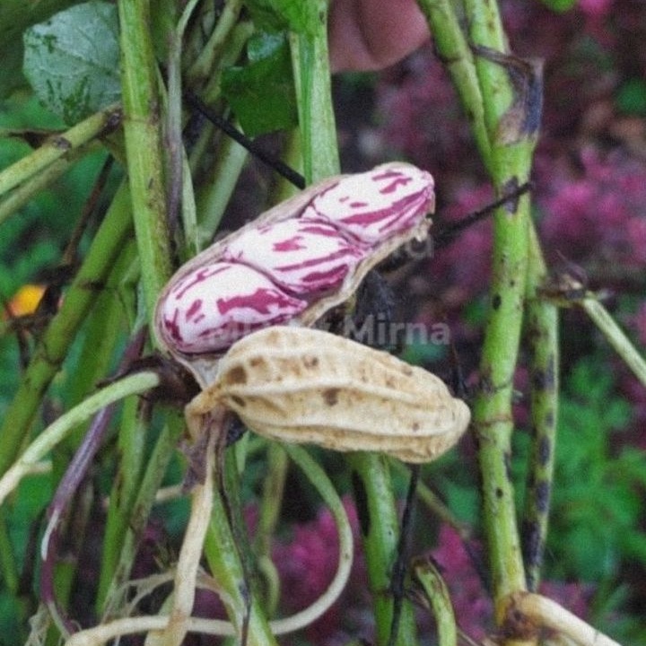 

KACANG TANAH SUPER ZEBRA FRESH PICKS HARGA PER KG