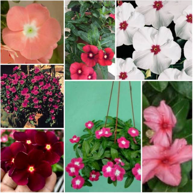 5 Biji Benih Bunga Vinca Gantung Mixed