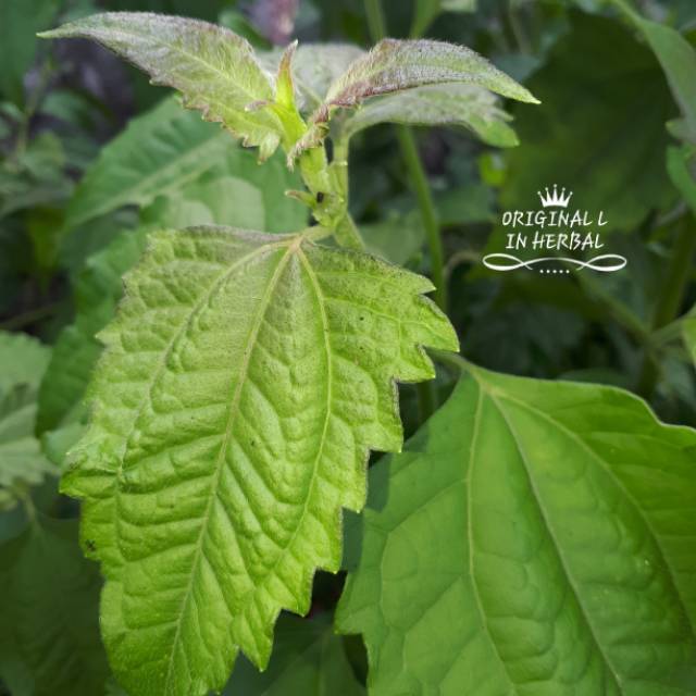 

Daun fresh kopasanda atau kii rinyuh 150 gram