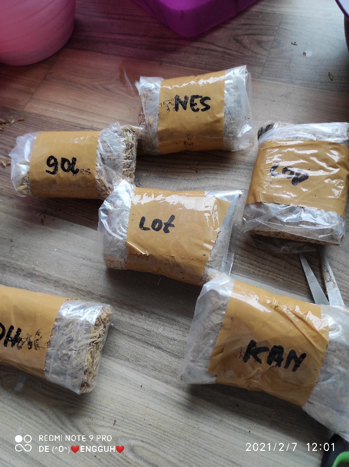 Paket Bonggol Aglonema Neskhia, Lotus, Khanza, Dewi Hug, Romantic Love