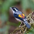 Burung cendet kembang jantan rawatan