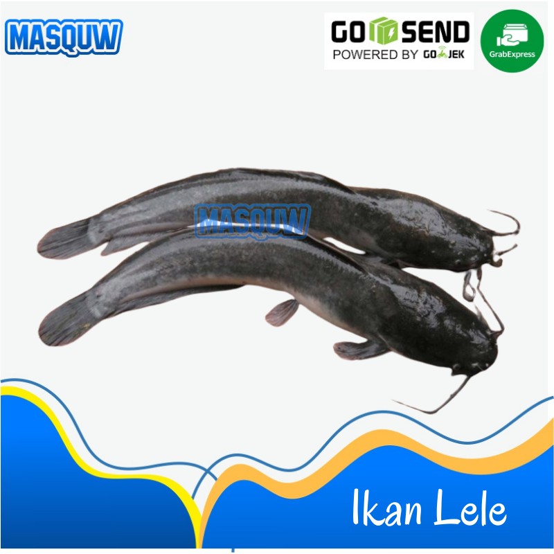 

IKAN LELE SEGAR 500 GRAM SAYUR ONLINE SIDOARJO MASQUW