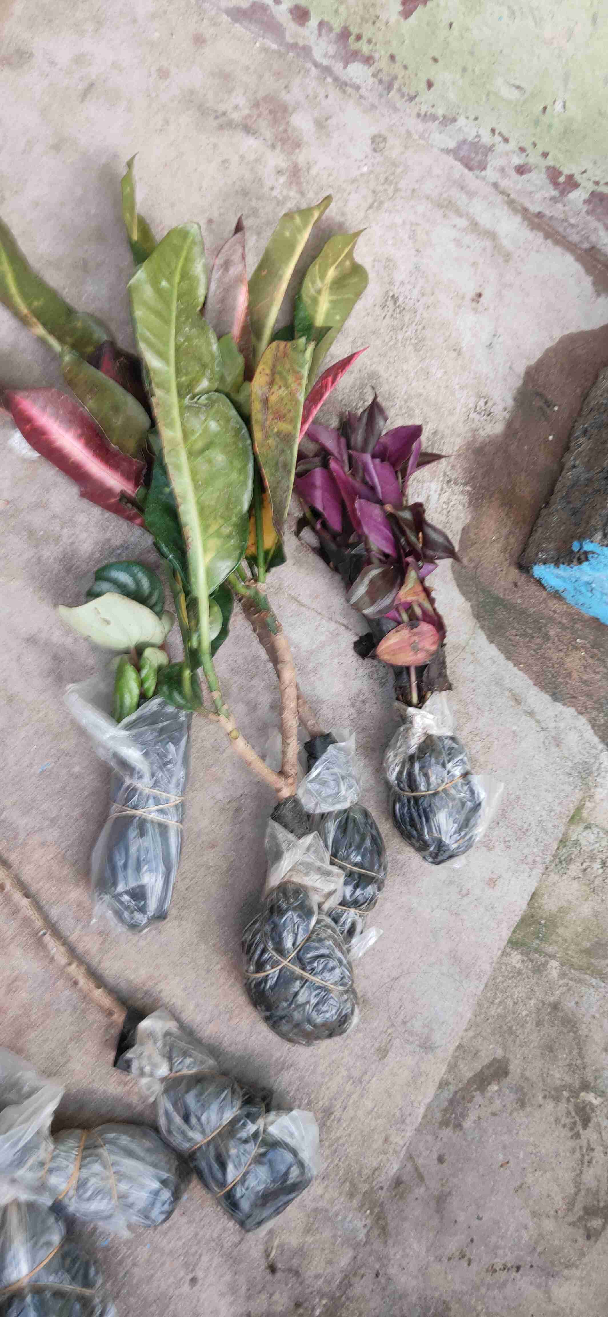 Tanaman Hias - Bibit Bunga Chriptantus Red