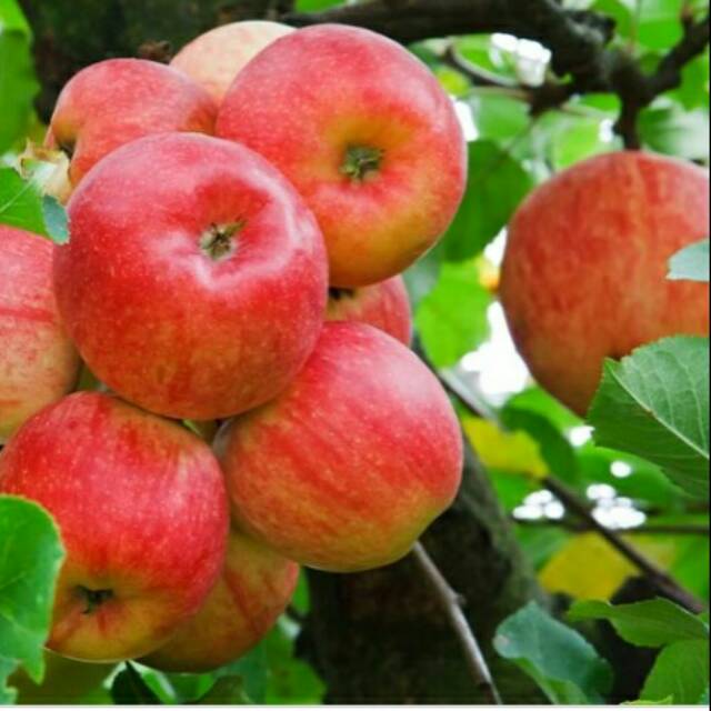 Bibit Apel Anna Ana Berbunga Siap Berbuah