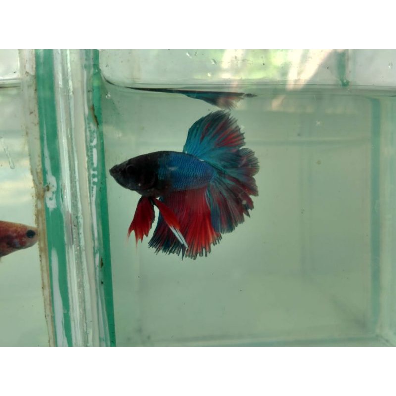 ikan cupang hias HM