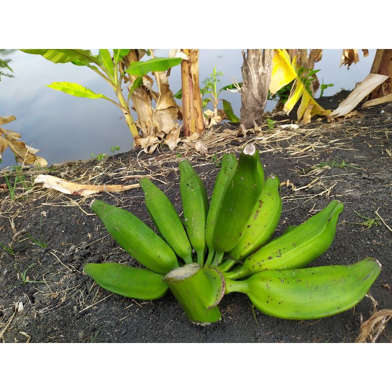 

pisang